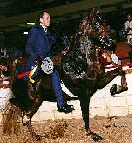 Le Saddlebred