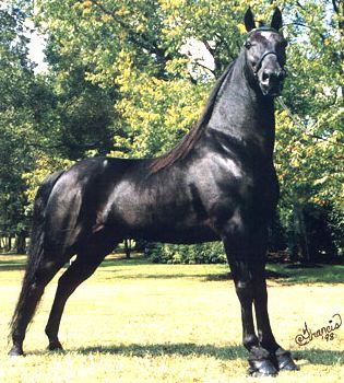 Le Tennessee Walking Horse