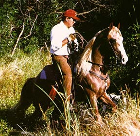 Le Tennessee Walking Horse