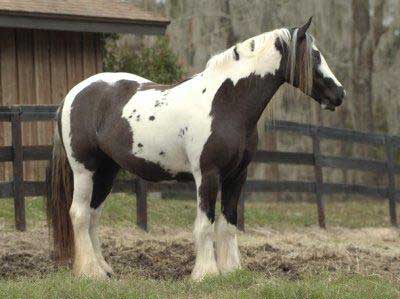 Le Tinker ou Irish Cob