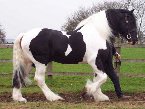 Le Tinker ou Irish Cob