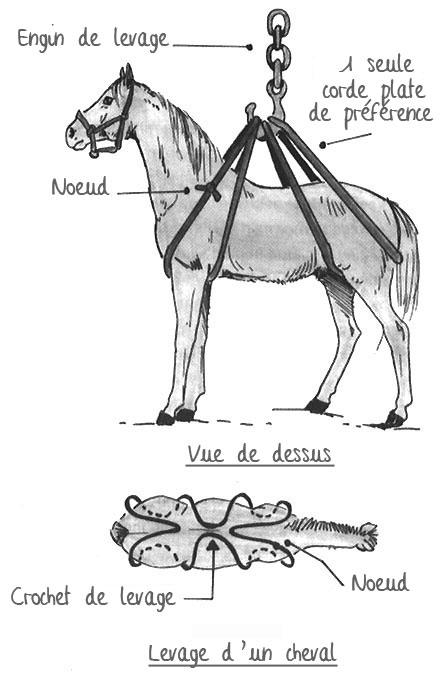 Levage d'un cheval