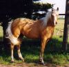 Palomino   