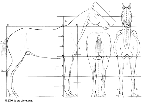 Maladies et Bobos des Chevaux