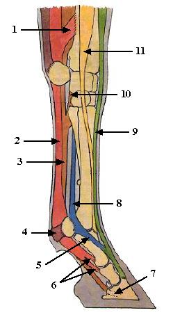 Tendons Version 1