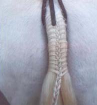 Tresse de Queue