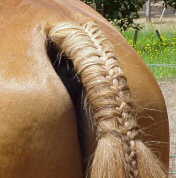 Tresse de Queue