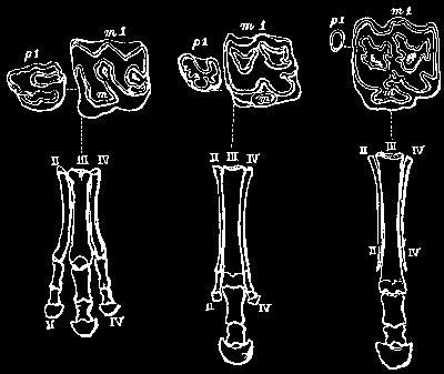 Pied et Maréchalerie