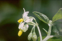 Le site Cheval - Plantes Toxiques